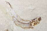 Cretaceous Viper Fish (Prionolepis) - Fish In Stomach! #173362-4